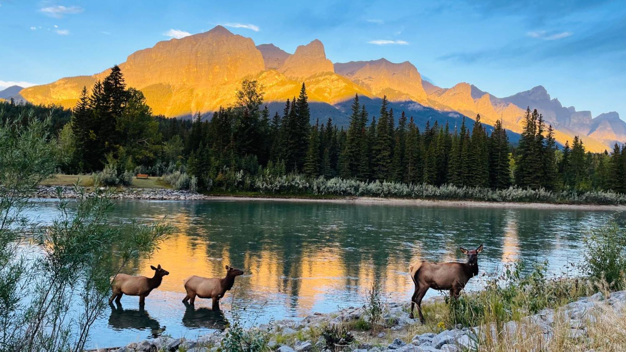 Unit #302 Mountain View 2 Beds In Dt Leilighet Canmore Eksteriør bilde